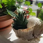 Apartment Symphony With Balcony Split