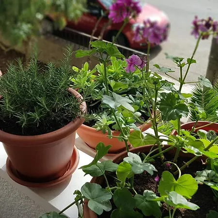 Symphony With Balcony *