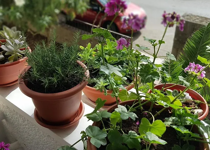 Symphony With Balcony *